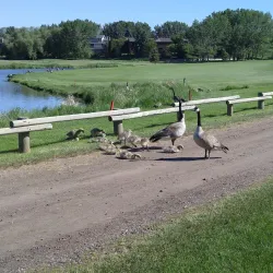 Broadmoor Public Golf Course - Sherwood Park