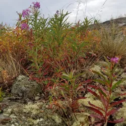 Kimiwan Lake - Slave Lake