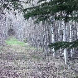 Lesser Slave Lake Bird Observatory - Slave Lake