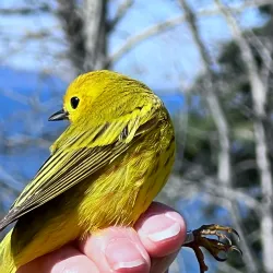Lesser Slave Lake Bird Observatory - Slave Lake