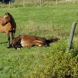 Smithers Golf and Country Club - Smithers