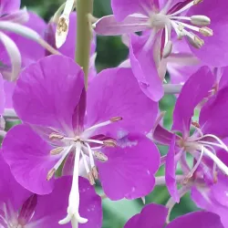 Lions Park - Spruce Grove