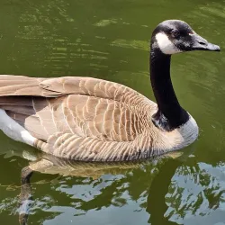 Alice Lake Provincial Park - Squamish
