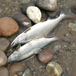 Brackendale Eagles Provincial Park - Squamish