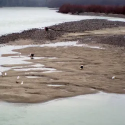 Brackendale Eagles Provincial Park - Squamish