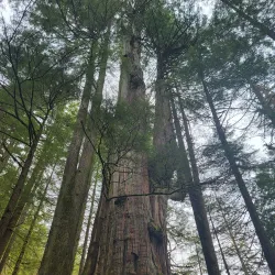 Shannon Falls Provincial Park - Squamish