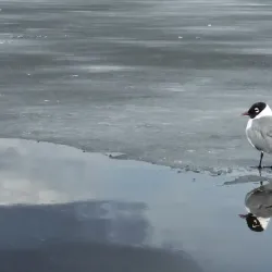 Big Lake Natural Area - St. Albert