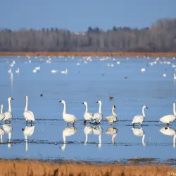 Big Lake Natural Area - St. Albert