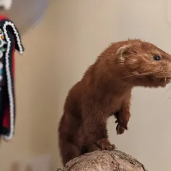 St. Albert Historical Society Museum - St. Albert