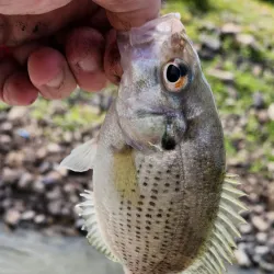 Marina de Ste-Agathe - Ste. Agathe