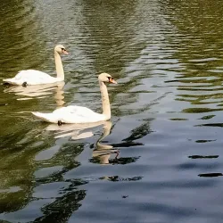 Upper Queen's Park - Stratford