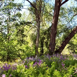 Caradoc Sandhills Conservation Area - Strathroy-Caradoc