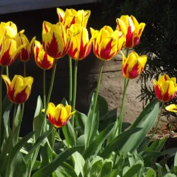 Moore Museum - Strathroy-Caradoc