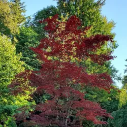 Bear Creek Park - Surrey