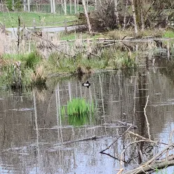 Green Timbers Urban Forest - Surrey