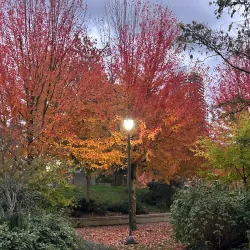 Holland Park - Surrey