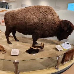 Swift Current Museum - Swift Current