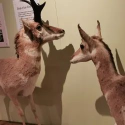 Swift Current Museum - Swift Current