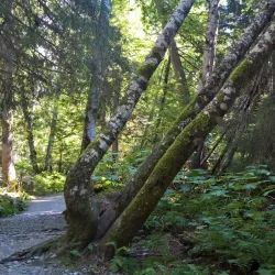 Lakelse Lake Provincial Park - Terrace