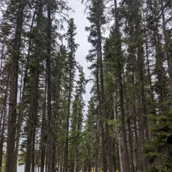 Paint Lake Provincial Park - Thompson