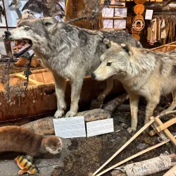 Thompson Museum - Thompson