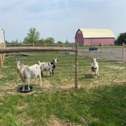 Thorold Farmers' Market - Thorold