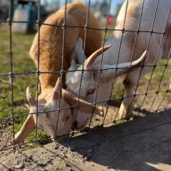 Thorold Farmers' Market - Thorold