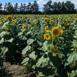 Thorold Farmers' Market - Thorold