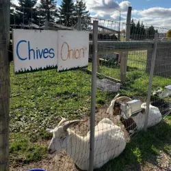 Thorold Farmers' Market - Thorold