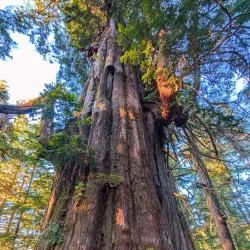 Pacific Rim National Park Reserve - Tofino