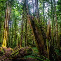 Pacific Rim National Park Reserve - Tofino
