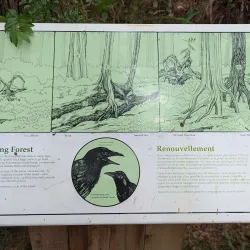 Rainforest Trails - Tofino