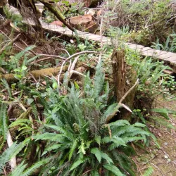 Rainforest Trails - Tofino