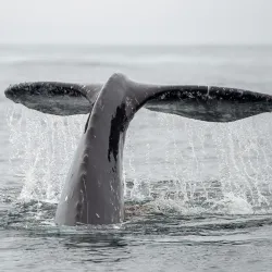 Tofino Whale Centre - Tofino