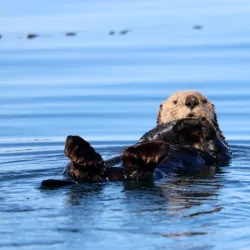 Tofino Whale Centre - Tofino