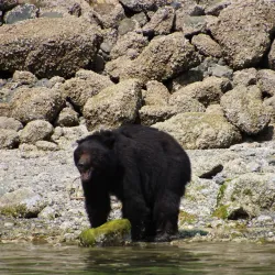 Tofino Whale Centre - Tofino