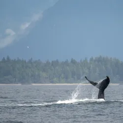 Tofino Whale Centre - Tofino