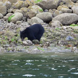 Tofino Whale Centre - Tofino