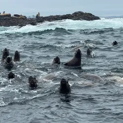 Tofino Whale Centre - Tofino