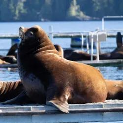 Tofino Whale Centre - Tofino