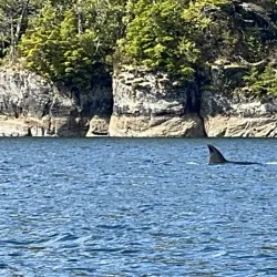 Tofino Whale Centre - Tofino