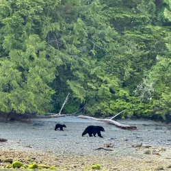 Tofino Whale Centre - Tofino