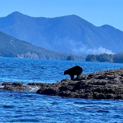 Tofino Whale Centre - Tofino