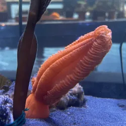 Ucluelet Aquarium - Tofino