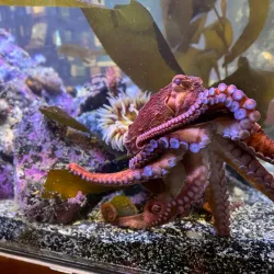 Ucluelet Aquarium - Tofino