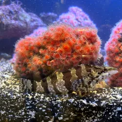 Ucluelet Aquarium - Tofino
