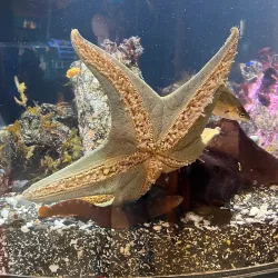 Ucluelet Aquarium - Tofino