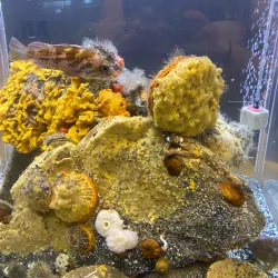 Ucluelet Aquarium - Tofino