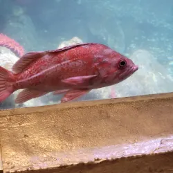 Ucluelet Aquarium - Tofino