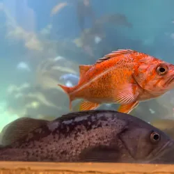 Ucluelet Aquarium - Tofino